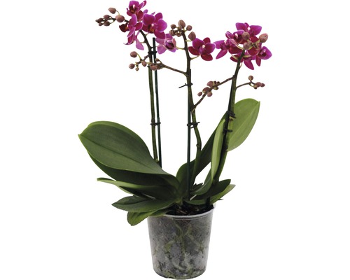 Schmetterlingsorchidee FloraSelf Phalaenopsis Hybride H 45-55 cm Ø 12 cm Topf 3 Rispen rosa