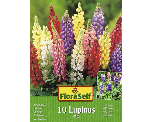 Blumenzwiebel Lupines/Wolfsbohne Mischung 10 Stk