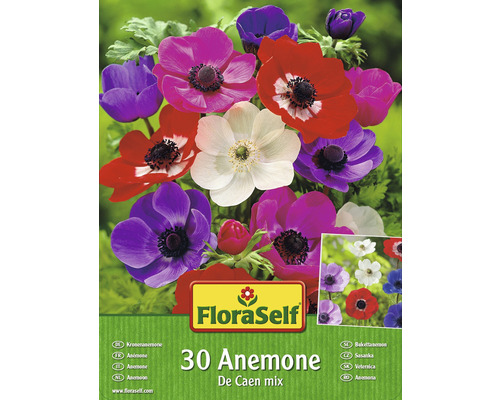 Blumenzwiebel FloraSelf Kronenanemone 'The Caen Mix' 30 Stk