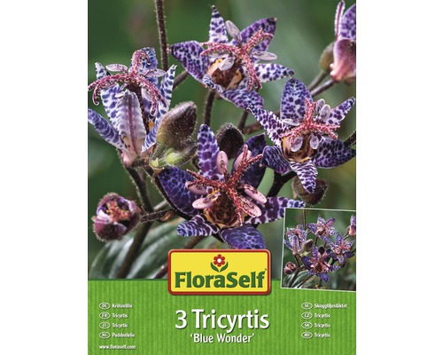 Blumenzwiebel Tricyrtis/Krötenlilie 'Blue Wonder' 3 Stk