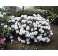 Zierstrauch Rhododendron/Alpenrose 'Cunningham´s White' 30/40 cm, im Topf