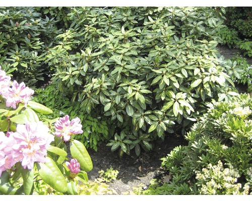 Zierstrauch Rhododendron/Alpenrose 'Goldflimmer' 30/40 cm, im Topf