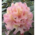 Zierstrauch Rhododendron/Alpenrose 'Brasilia' 30/40 cm, im Topf
