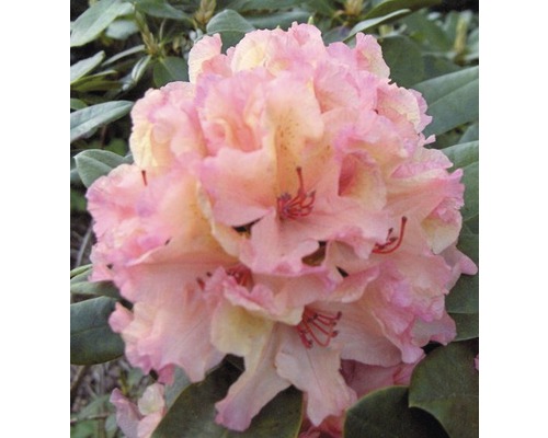 Zierstrauch Rhododendron/Alpenrose kalktolerant Inkarho® 'Brasilia' 30/40 cm, im Topf