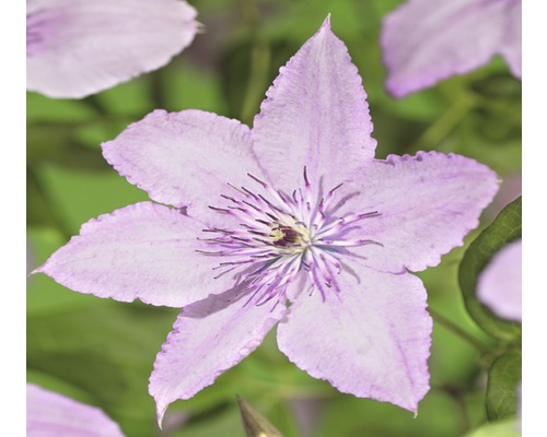 Waldrebe FloraSelf Clematis-Cultivars 'Hagley Hybrid' H 50-70 cm Co 2,3 L