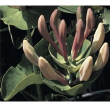 Geissblatt, Heckenkirsche FloraSelf Lonicera caprifolium H 50-70 cm Co 2,3 L-thumb-0