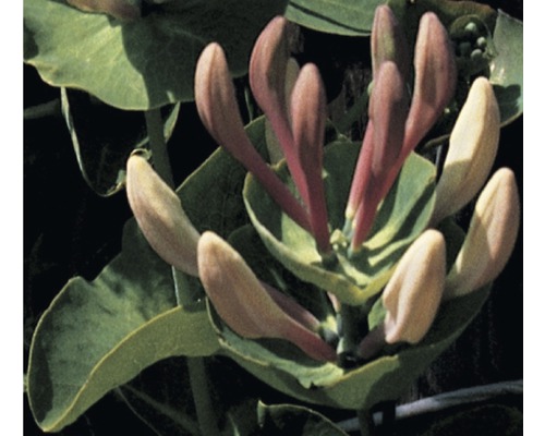 Geissblatt, Heckenkirsche FloraSelf Lonicera caprifolium H 50-70 cm Co 2,3 L-0