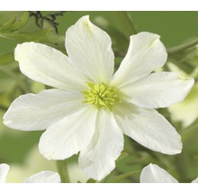 Waldrebe FloraSelf Clematis-Cultivars 'Early Sensation' H 50-70 cm Co 2,3 L-thumb-0