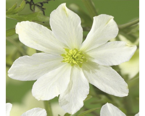 Waldrebe FloraSelf Clematis-Cultivars 'Early Sensation' H 50-70 cm Co 2,3 L-0