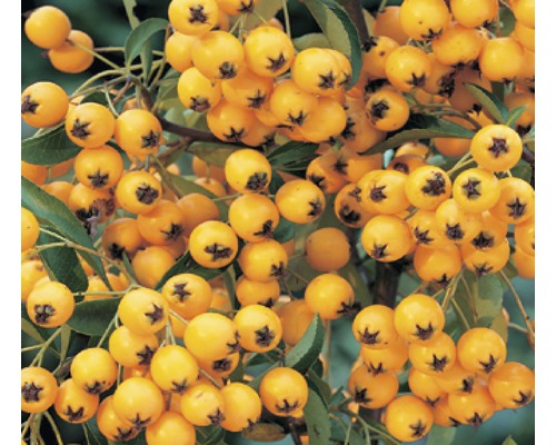 Feuerdorn FloraSelf Pyracantha-Cultivars 'Soleil d'Or' H 50-70 cm Co 2,3 L