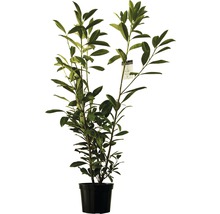 Heckenpflanze Kirschlorbeer Flora Self Prunus laurocerasus 'Caucasica' H 120-150 cm im 10 Liter Topf ab 4 Stück auf Palette-thumb-1