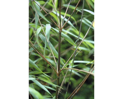 Bambus 'Asian Wonder' FloraSelf Fargesia 'Asian Wonder' H 60-80 cm Co 6 L