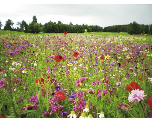 Blumenwiesensamen Kiepenkerl Tempo Blütenflor 1 kg / 250 m²