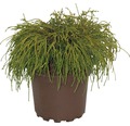 Grüne Faden-Scheinzypresse FloraSelf Chamaecyparis pisifera 'Filifera Nana' H 20-25 cm Co 2 L
