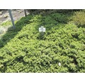 Gehölze-Set Vorgarten Sonne Japanischer Kriechwacholder, Zwergiger Kugel-Lebensbaum & Serbische Kegelfichte 20/30 cm, im Topf, 3 Stk