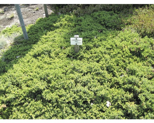 Gehölze-Set Vorgarten Sonne Japanischer Kriechwacholder, Zwergiger Kugel-Lebensbaum & Blaue Pummelkiefer 20/30 cm, im Topf, 3 Stk