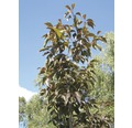 Ziergehölz Rotlaubrige Nelken-Zierkirsche 'Royal Burgundy' 60/80 cm, im Topf