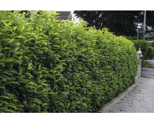 Heckenpflanze Kirschlorbeer 'Genolia' 80/100 cm 5 L-Topf