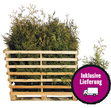 35 x Lebensbaum FloraSelf Thuja occidentalis 'Brabant' H 80-100 cm ClickCo für ca. 14 m Hecke-thumb-0