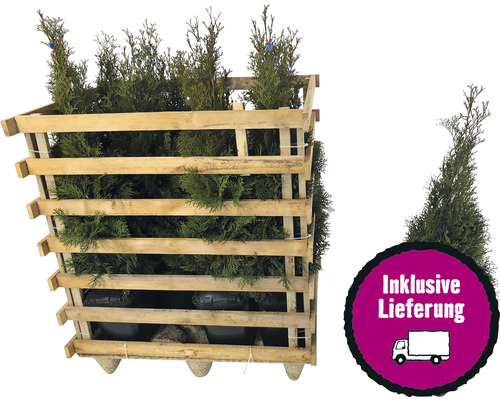 12 x Lebensbaum FloraSelf Thuja occidentalis 'Smaragd' H 60-80 cm ClickCo für ca. 4 m Hecke