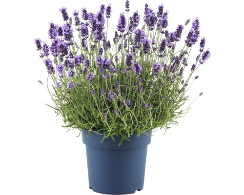 Lavendel FloraSelf Lavandula angustifolia 'Hidcote Blue' Co 5 L
