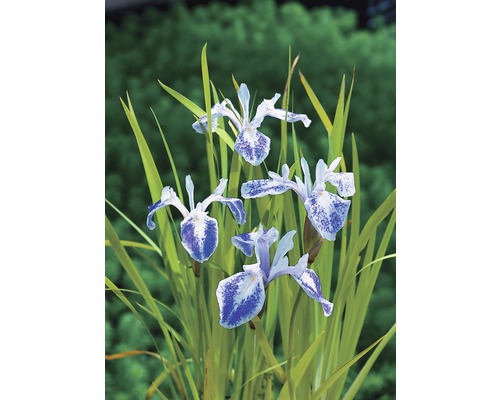 Wasserschwertlilie FloraSelf Iris laevigata 'Mottled Beauty' H 10-50 cm Co 0,6 L