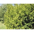 Gehölze-Set Vorgarten Schatten Kissen-Eibe, Goldene Straucheibe & Sibirischer Zwerg-Lebensbaum 30/40 cm, im Topf, 3 Stk