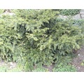 Gehölze-Set Vorgarten Schatten Kissen-Eibe, Sibirischer Zwerg-Lebensbaum & Niedrige Balsamtanne 15/30 cm, im Topf, 3 Stk
