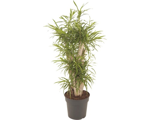 Drachenbaum FloraSelf Dracaena reflexa 'Anita' H ca. 120 cm Ø 27 cm Topf verzweigt-0