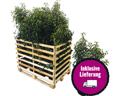 25 x Portugiesischer Kirschlorbeer FloraSelf Prunus lusitanica 'Angustifolia' H 80-100 cm Co 10 L für 10 m Hecke