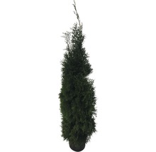 12 x Lebensbaum FloraSelf Thuja occidentalis 'Smaragd' H 150-175 cm im Co 12 L für ca. 6 m Hecke-thumb-2