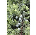 Kriechwacholder FloraSelf Juniperus conferta 'Schlager' H 25-30 cm Co 3,7 L