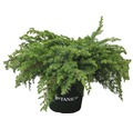 Kriechwacholder FloraSelf Juniperus conferta 'Schlager' H 25-30 cm Co 3,7 L