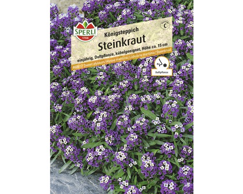 Steinkraut 'Königsteppich' Blumensamen-0