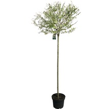 Weißbunte Weide FloraSelf Salix integra "Hakuro Nishiki" Halbstamm 125 cm H 150-175 cm Co 18 L-thumb-1