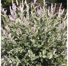 Weißbunte Weide FloraSelf Salix integra "Hakuro Nishiki" Halbstamm 125 cm H 150-175 cm Co 18 L-thumb-0