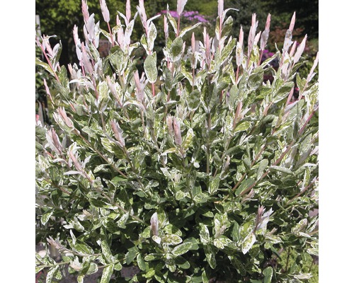 Weißbunte Weide FloraSelf Salix integra "Hakuro Nishiki" Halbstamm 125 cm H 150-175 cm Co 18 L-0