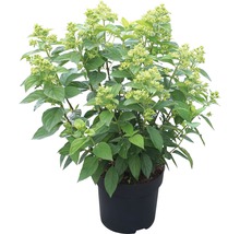 Rispenhortensie FloraSelf Hydrangea paniculata 'Kilimanjaro' H 50-60 cm Co 6 L-thumb-1