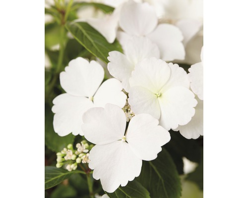 Girlanden-Hortensie FloraSelf Hydrangea Runaway Bride ® 'Snow White' H 40-50 cm Co 3,5 L