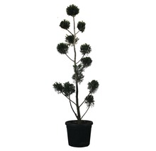 Englische Zypresse PonPon FloraSelf Cupressocyparis leylandii H 140-150 cm Co 30 L-thumb-0