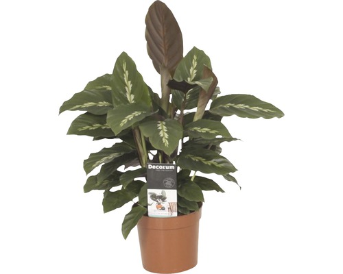 Korbmaranthe FloraSelf Calathea-Cultivars 'Mauiqueen' H 35-45 cm Ø 12 cm Topf