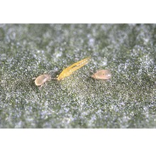 Nützling Amblymite-Raubmilben gegen Weiße Fliegen, Weichhautmilben & Thripse 10 Tütchen = 2.500 Stk. Reg.Nr. 4301-0-thumb-1
