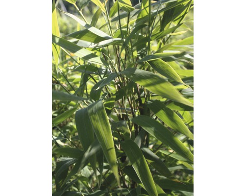 Gartenbambus Fargesia murieliae 'Panda' ® H 80-100 cm Co 10 L