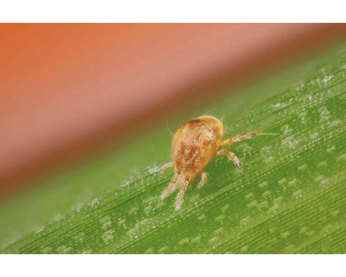 Nützling Phytomite-Raubmilbe gegen Spinnmilbe 1.000 Stk. Reg.Nr. 4302-0