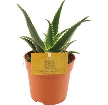 stachelige Aloe FloraSelf Aloe aculeata H 15-20 cm Ø 10,5 cm Topf-thumb-0