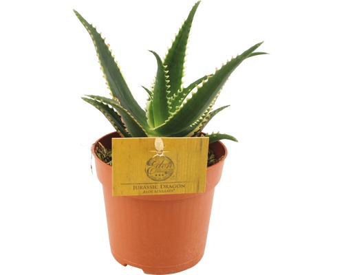 stachelige Aloe FloraSelf Aloe aculeata H 15-20 cm Ø 10,5 cm Topf-0