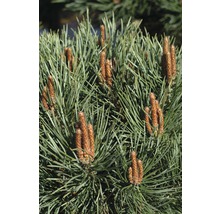 Strauch-Waldkiefer Botanico Pinus sylvestris 'Watereri' H 50-60 cm Co 10 L-thumb-1