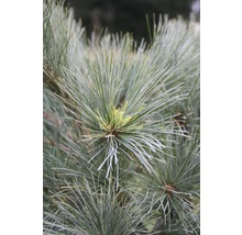 Weymouthskiefer Botanico Pinus strobus 'Radiata' H 50-60 cm Co 10 L-thumb-1