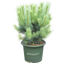 Strauch-Waldkiefer Botanico Pinus sylvestris 'Watereri' H 50-60 cm Co 10 L-thumb-0