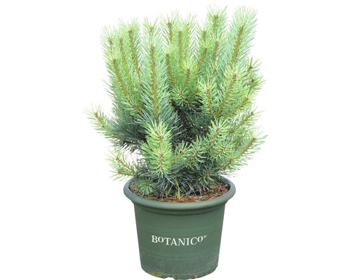 Strauch-Waldkiefer Botanico Pinus sylvestris 'Watereri' H 50-60 cm Co 10 L-0